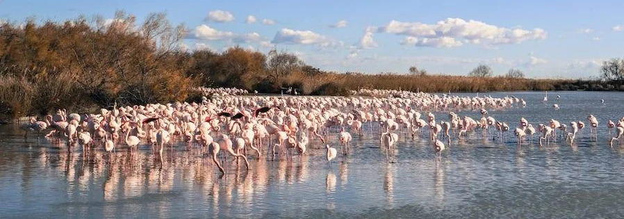 Des flamants roses sur l’eau en Camargue