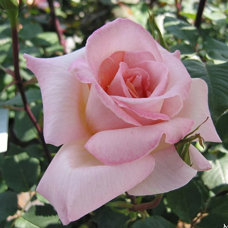 Une rose rose ouverte, entourée de feuillage vert