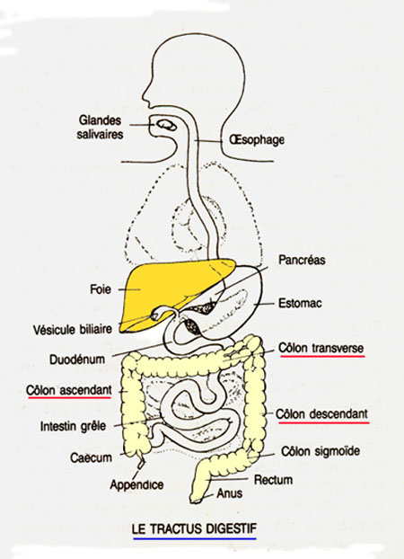 système digestif