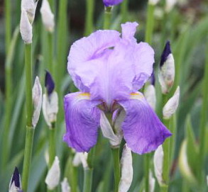Fleur Iris